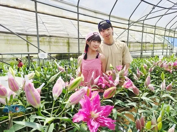 活動分享【2025阿里山百合花季】秋日浪漫的嘉義阿里山賞花之