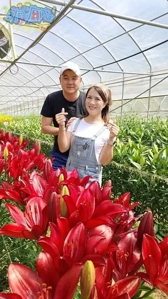 活動分享【2025阿里山百合花季】秋日浪漫的嘉義阿里山賞花之