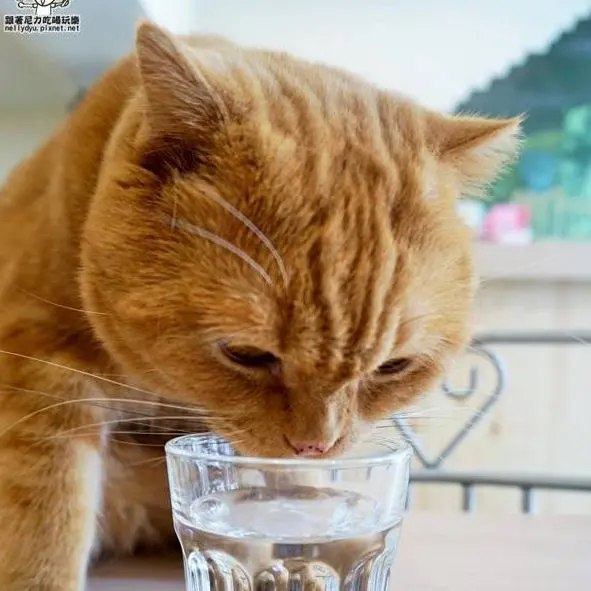 吃-左營。逗貓趣寵物餐廳，五隻貓輪流坐檯陪伴