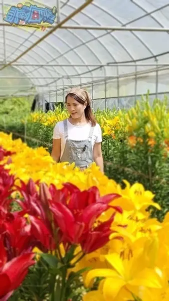 活動分享【2025阿里山百合花季】秋日浪漫的嘉義阿里山賞花之