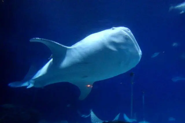 【屏東】海生館‧魚兒魚兒水中游