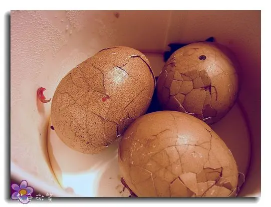 [宜蘭美食]頭城+北宜蛋之家(將軍茶葉蛋)