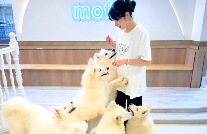 關西首間薩摩耶咖啡廳來了，大阪心齋橋moffu10月開幕，天使笑容太療癒。