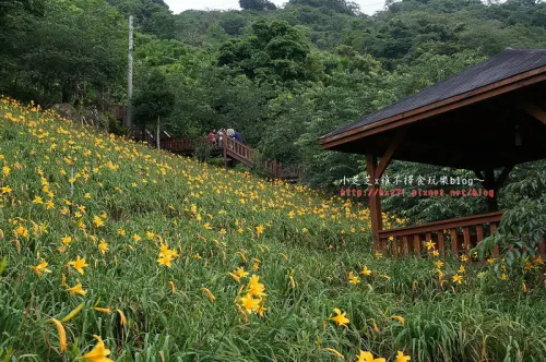 【台中景點】免跑花東~新社沐心泉農場賞金針花海~愛情花海~即日起到8/31憑門票可免費順遊新社薰衣草森林！