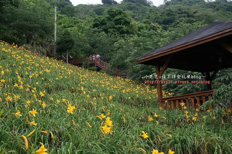 【台中景點】免跑花東~新社沐心泉農場賞金針花海~愛情花海~即日起到8/31憑門票可免費順遊新社薰衣草森林！