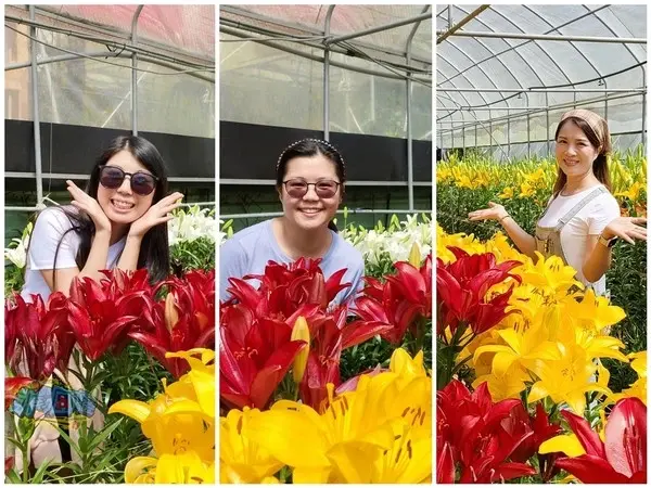 活動分享【2025阿里山百合花季】秋日浪漫的嘉義阿里山賞花之