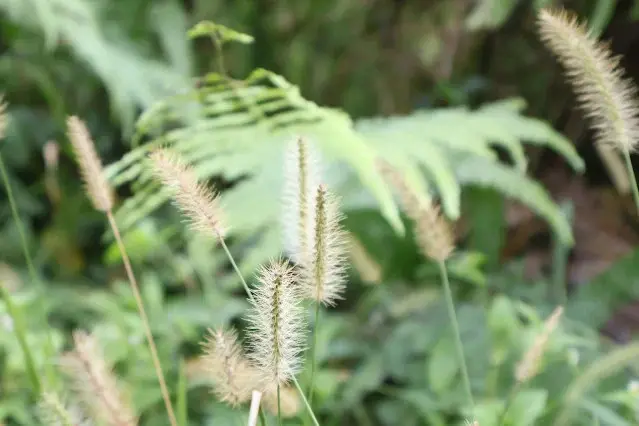 奮起湖老街 (阿里山國家風景區) - 狗尾草