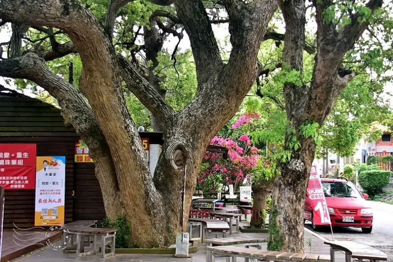 月眉糖廠:百年樟樹