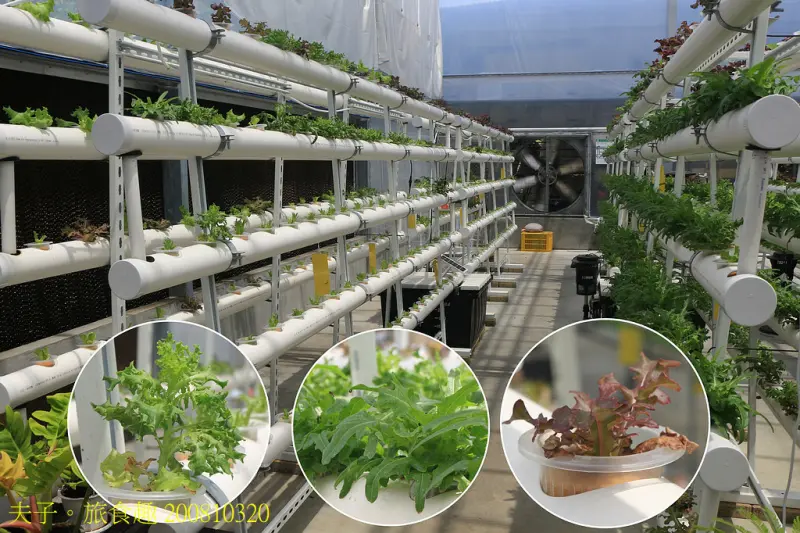 萬客來水耕蔬菜微型智慧農場 自種水耕蔬菜 新鮮直送上桌