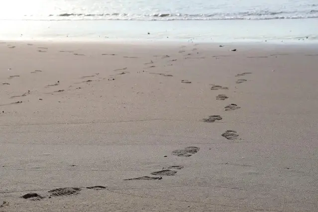 新屋濱海林蔭沙洲 (西濱公路)