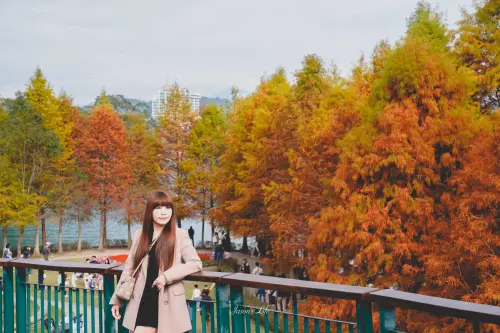 向山遊客中心落羽松紅了，日月潭湖光山色相伴，冬季限定景色超美