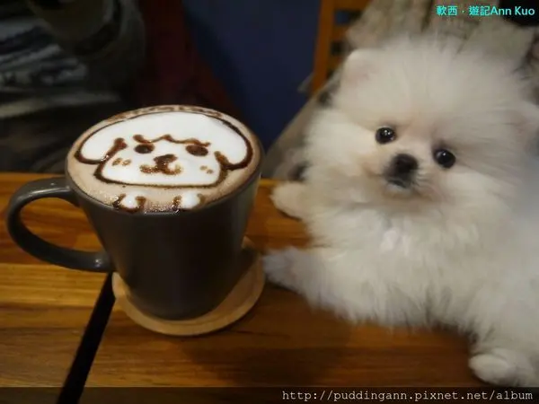 [食記]台北民生社區 小春日和動物雜貨 跟毛小孩一起玩耍吃飯的溫馨餐廳