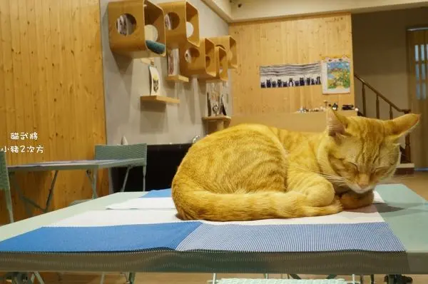 二訪『貓武將』貓奴注意！ 萌喵陪坐 與毛孩共進晚餐時刻