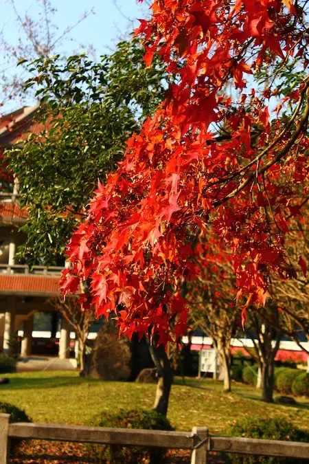 石門水庫 秋楓似火