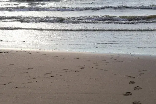 新屋濱海林蔭沙洲 (西濱公路)