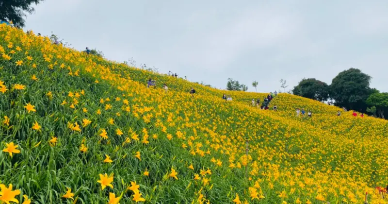 彰化賞花景點推薦5選！虎山巖金針花 桐花步道，期間限定打卡點跟上。
