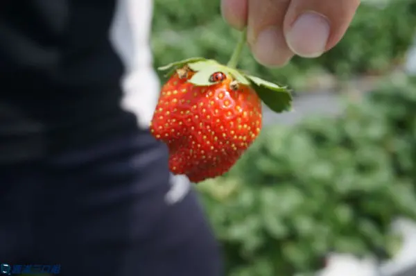 【遊記】高雄阿蓮_三本鮮苺園@吉園圃認證的安心品質 玩得開心吃得也開心