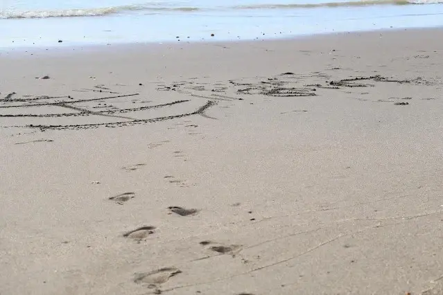 新屋濱海林蔭沙洲 (西濱公路)