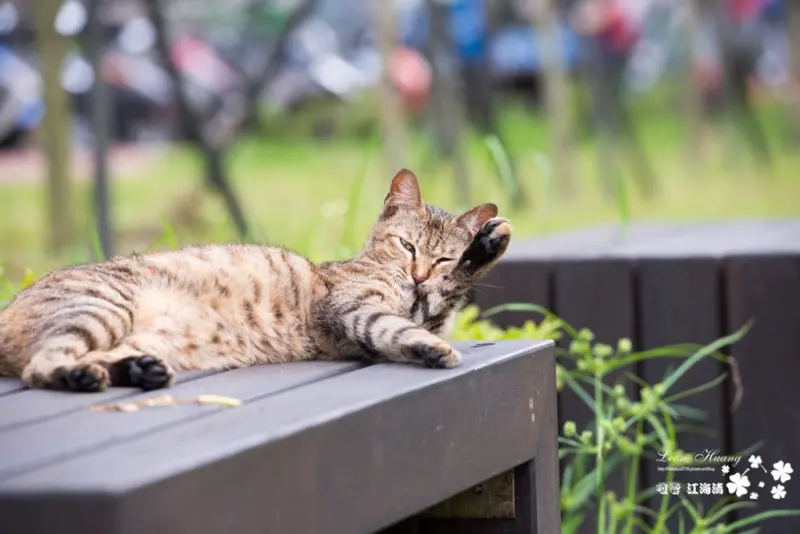 侯硐『貓特輯』