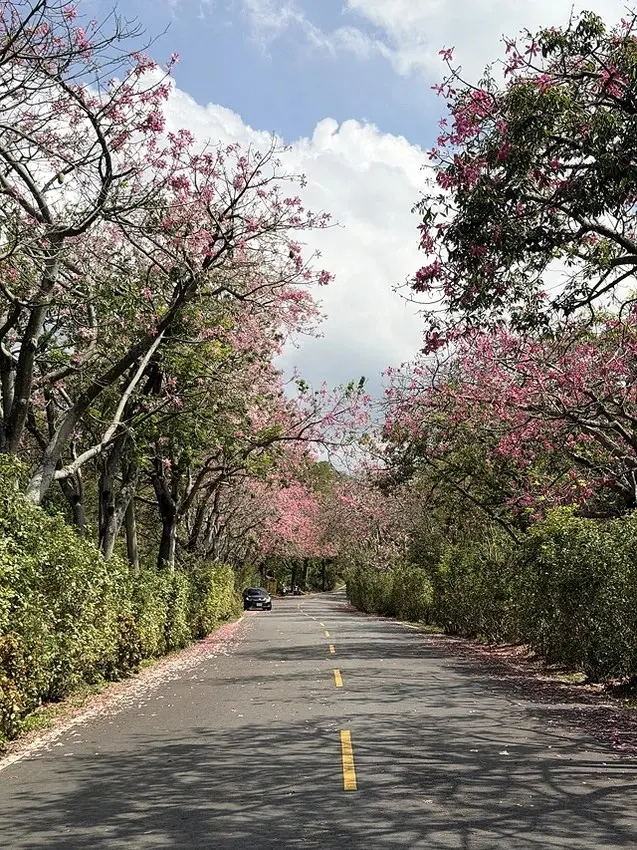 2025從粉紅花海走進海底龍宮，我的淡水奎柔山路(北8)美人