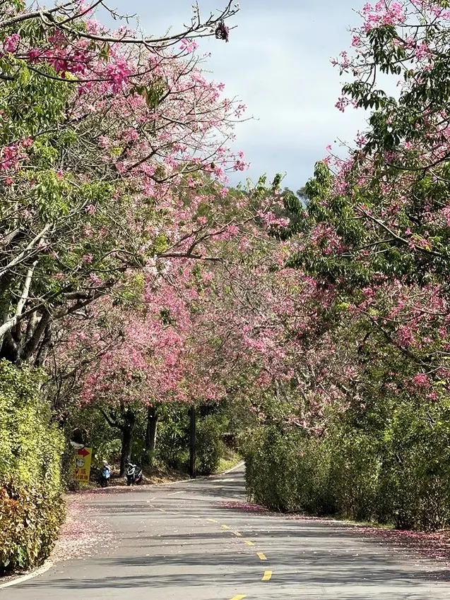 2025從粉紅花海走進海底龍宮，我的淡水奎柔山路(北8)美人