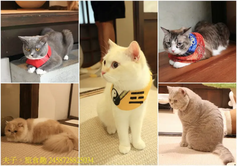 台南 赤崁東街日式宿舍 角落有貓 歷史建築變身寵物餐廳