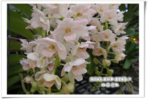 【旅遊】華麗、香氣濃郁的狐狸尾蘭花園，【樸提蘭園】