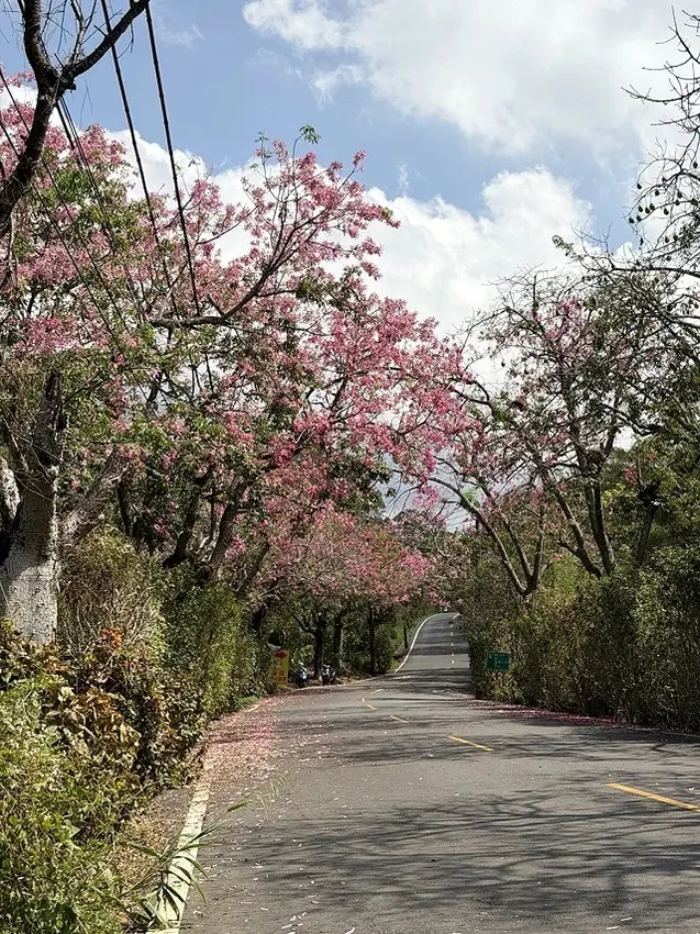2025從粉紅花海走進海底龍宮，我的淡水奎柔山路(北8)美人