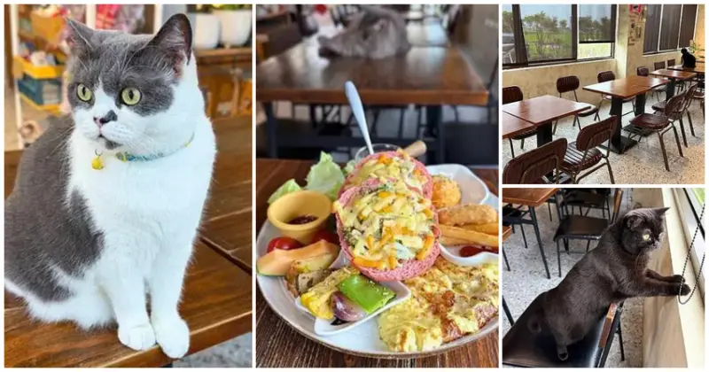 宜蘭貓咪咖啡廳推薦！萬記商行澎湃礁溪早午餐，邊擼貓邊享用。
