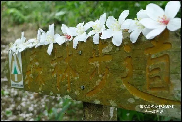 桃園大溪。十一指古道桐花開