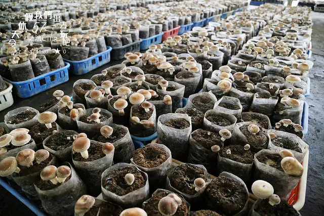 [ 台中⊙新社]百菇莊。這裡不只能吃菇還能採菇的喔~