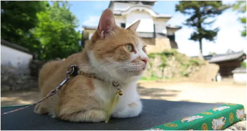 岡山三大藝術季登場，搭台灣虎航直飛超划算。