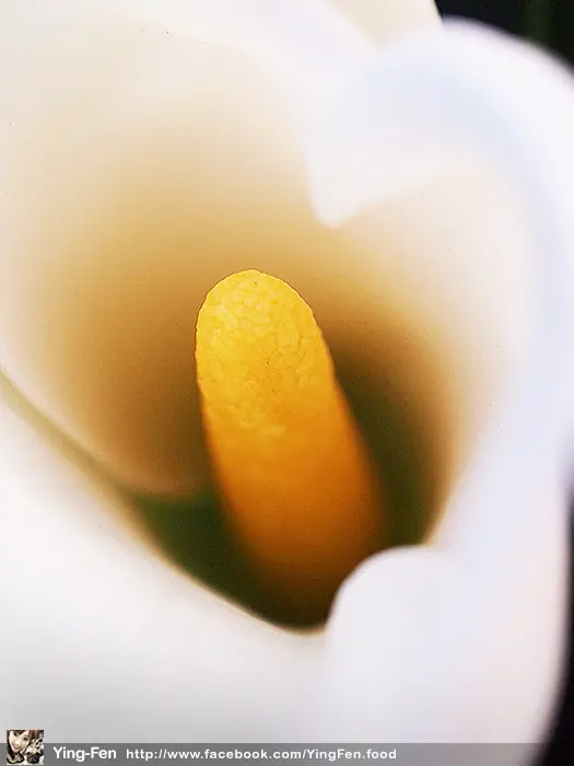 ❤台北-陽明山-竹子湖-曹老爹海芋花園