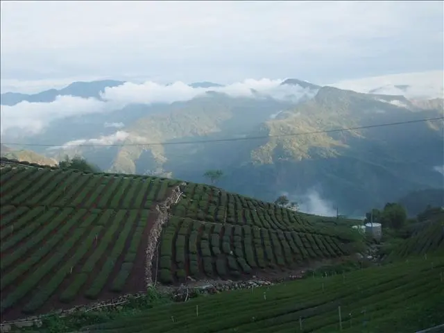 (遊記)嘉義奮起湖