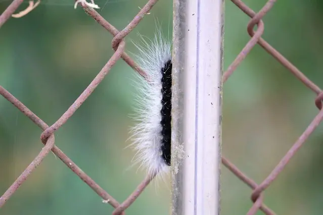 阿里山國家風景區 - 保安宮 - 毛毛蟲 - 巨網苔蛾