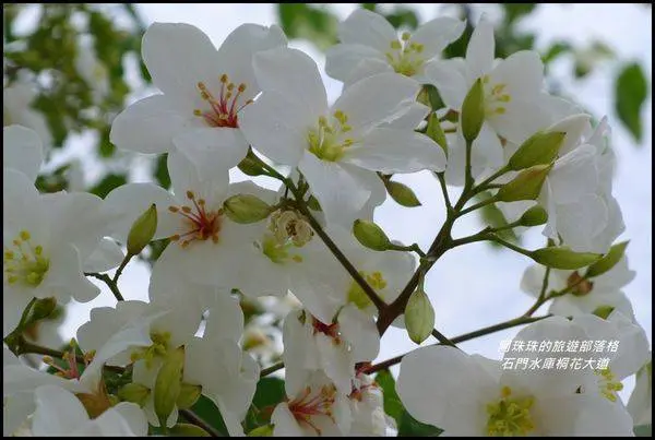 桃園龍潭。石門水庫桐花大道客家桐花季祭典儀式
