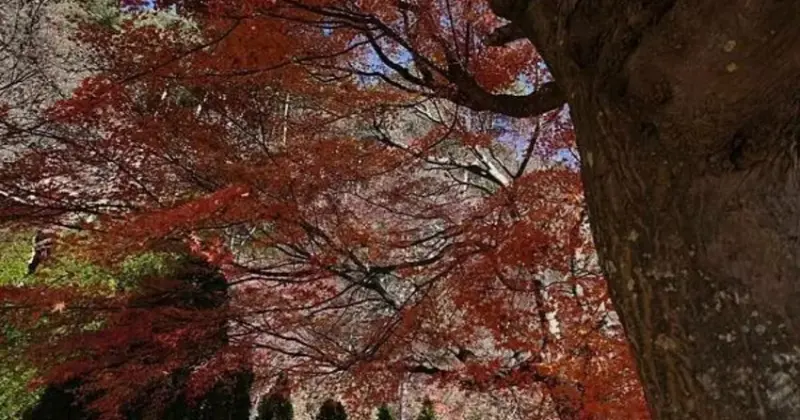 日本東京旅遊推薦！12月河口湖楓葉與富士山絕景，冬日限定之美。