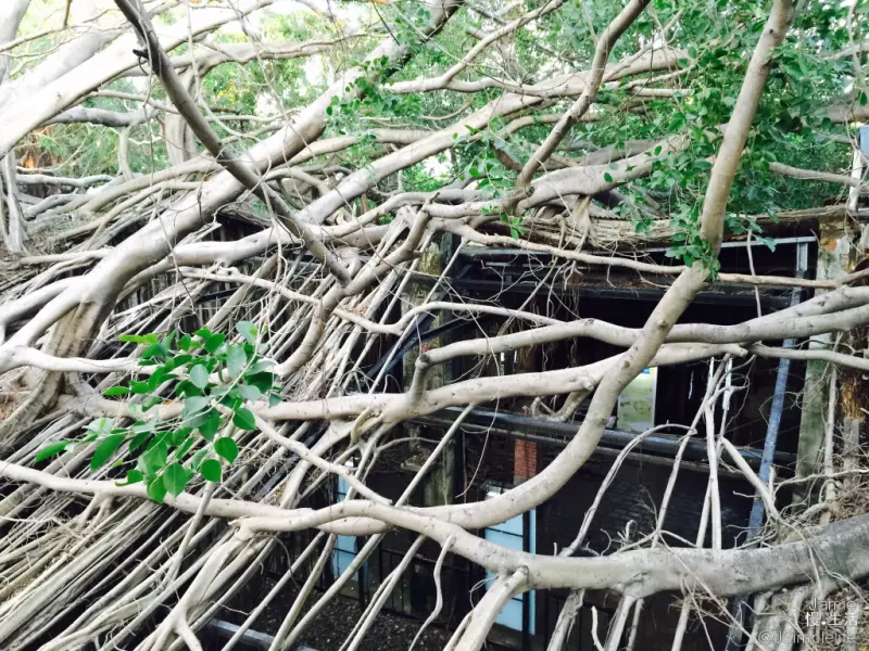 【台南慢旅】歲月將泥牆暈色，樹幹環抱，自然之氣在這永不減滅–安平樹屋–