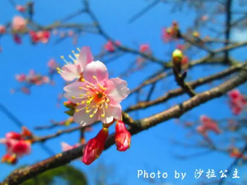 東方寺賞梅遇見櫻【陽明山】