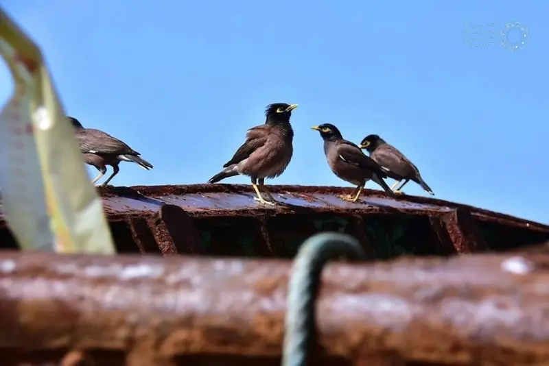 基隆正濱漁港:家八哥