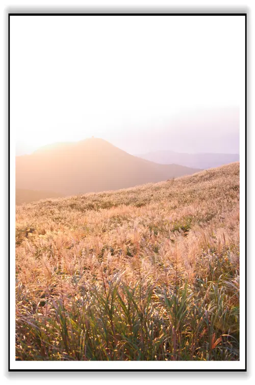 季節限定-退下綠色衣賞 披上蒼蒼白紗-陽明芒花