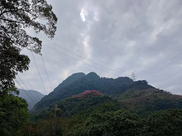 三峽大熊櫻花林