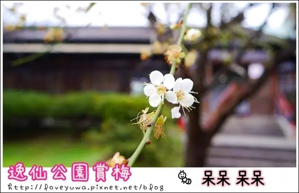 【台北◍•ᴗ•◍中正】捷運台北車站✯賞梅景點・日式建築景點・逸仙公園賞梅｜雪白滿開白梅、嬌滴粉嫩宮粉梅與日式建築相映的風雅景致        
      