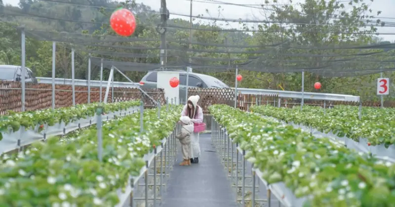 苗栗景點大湖採草莓一日遊！赤坡高架草莓園免彎腰，必去苗栗咖啡廳。