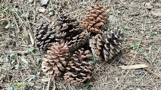 2025桃園長庚養生村落羽松最新現況分享，9/27現場直擊，