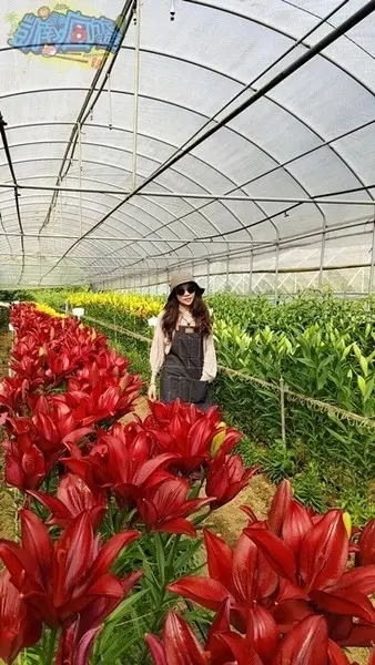 活動分享【2025阿里山百合花季】秋日浪漫的嘉義阿里山賞花之