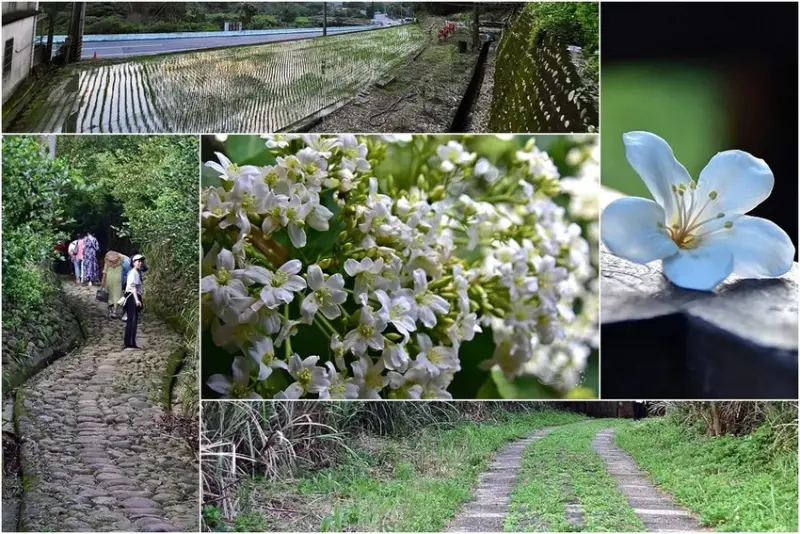 桃園楊梅【保甲古道】：賞桐花