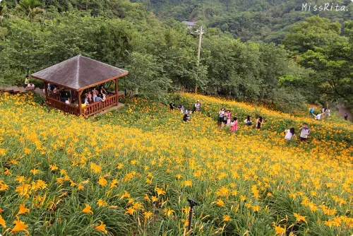 《遊記》台中新社‧沐心泉休閒農場，2014金針花季開跑囉！不用遠到花東，台中就能看到一大片黃澄澄的金針花海❤
