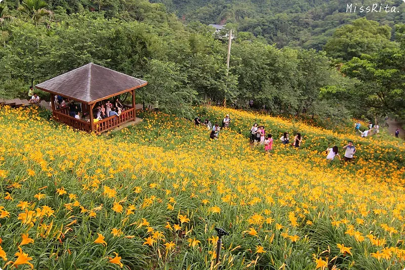 《遊記》台中新社‧沐心泉休閒農場，2014金針花季開跑囉！不用遠到花東，台中就能看到一大片黃澄澄的金針花海❤