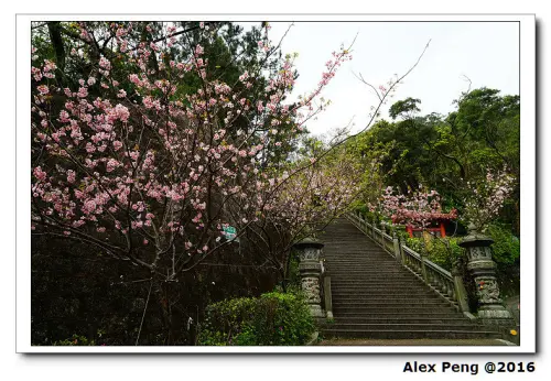 台北市-內湖-碧山巖賞櫻+乃春有機蔬果園採草莓+莓圃觀光休閒果園